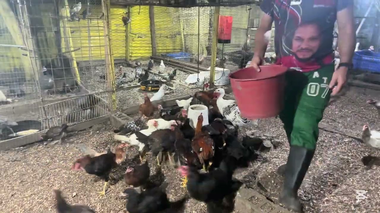 Hojas para subir las defensa de las  gallinas 🐓 #gallina #gallos 