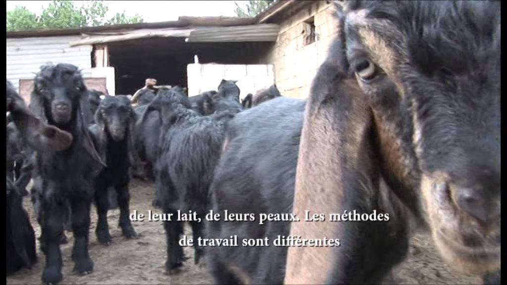 Glimpses of the World of Goat Grazing in Lebanon- French Subtitles