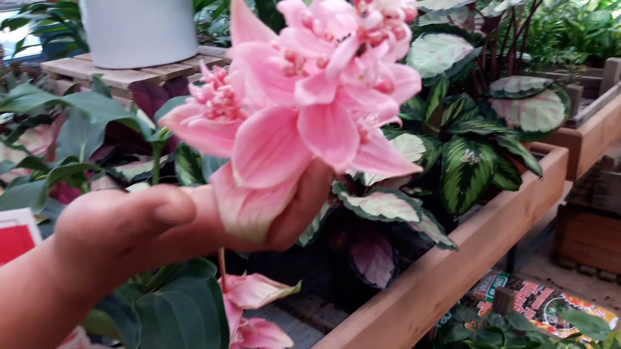 Consigli pratici su come coltivare la medinilla magnifica