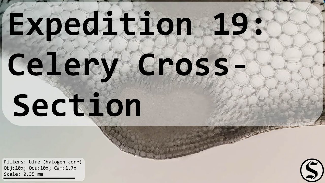 Expedition 19 - Celery Cross-Section