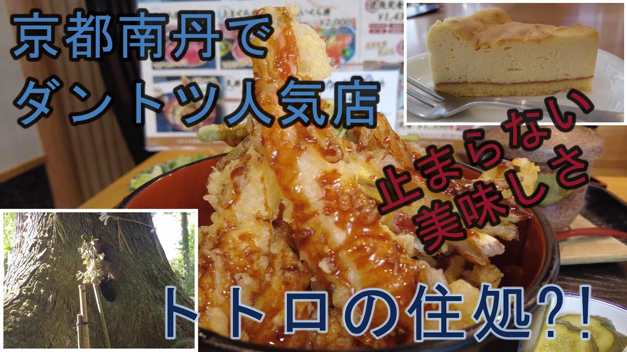 【京都 朝倉神社の大スギ（千妻の大スギ）】海鮮食堂うを亀 天丼　京都祇園フリアン（道の駅 京都新光悦村） クラシカルチーズケーキ