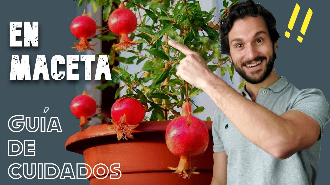 GRANADO en maceta🌳  Frutal con flores en maceta y RESISTENTE 😁 Punica granatum