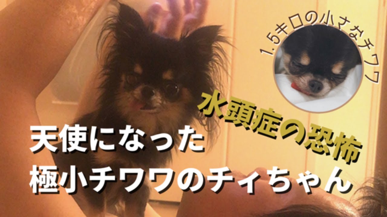【水頭症の恐怖】天使になった極小チワワチィちゃん。懸命に生きた4年の証。