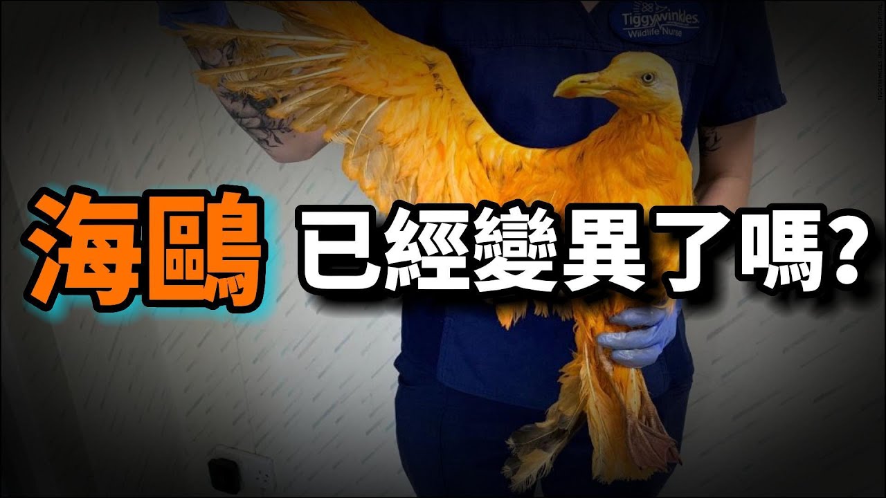 海鷗的真相：吞兔子，吃海豹，謀殺鯨魚，攜帶超級細菌到處逛，海鷗到底有多皮