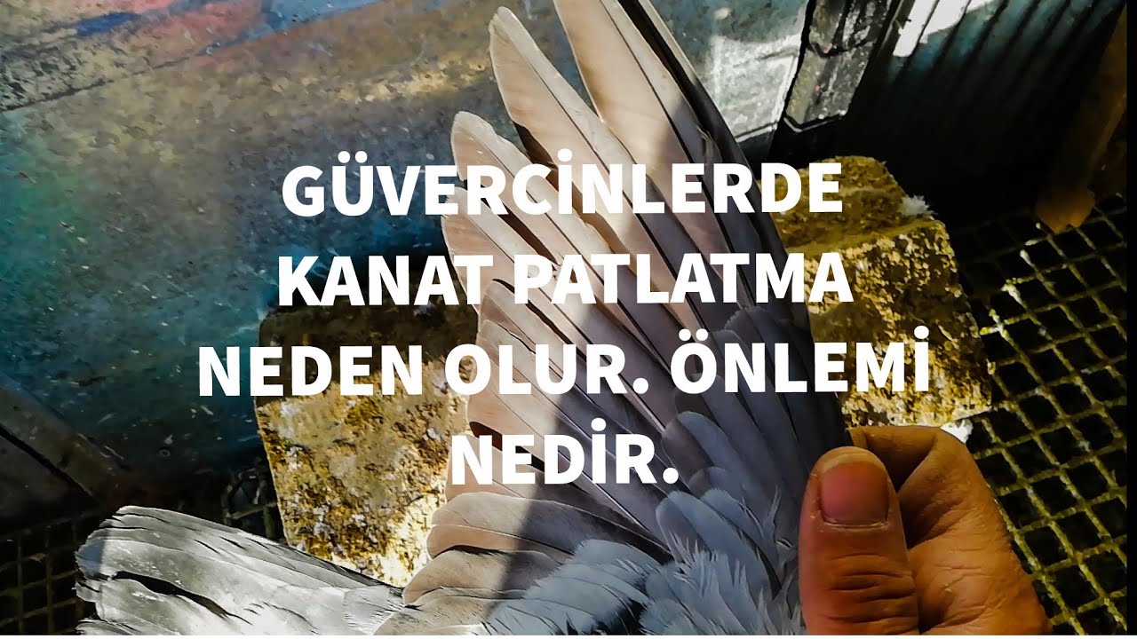 GÜVERCİN NEDEN KANAT PATLATIR. ÇÖZÜMÜ NEDİR!Mehmet hoca sürpriz yapti.