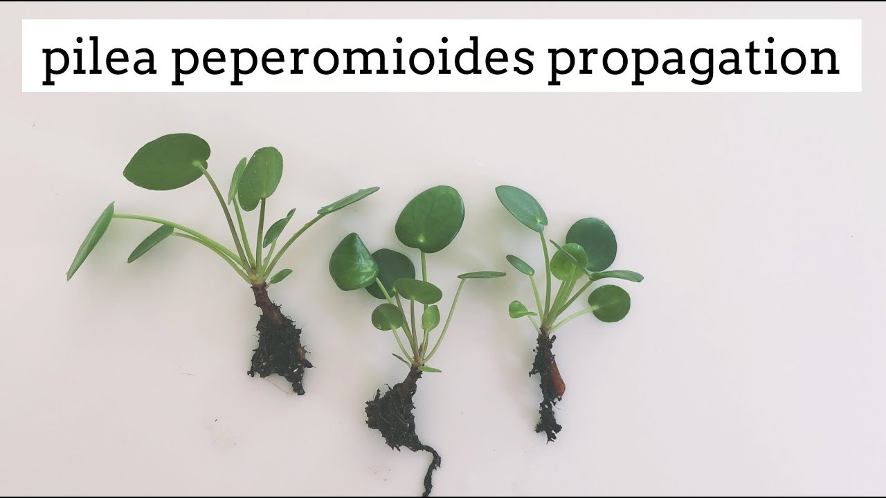 pilea peperomioides propagation | easy care house plant