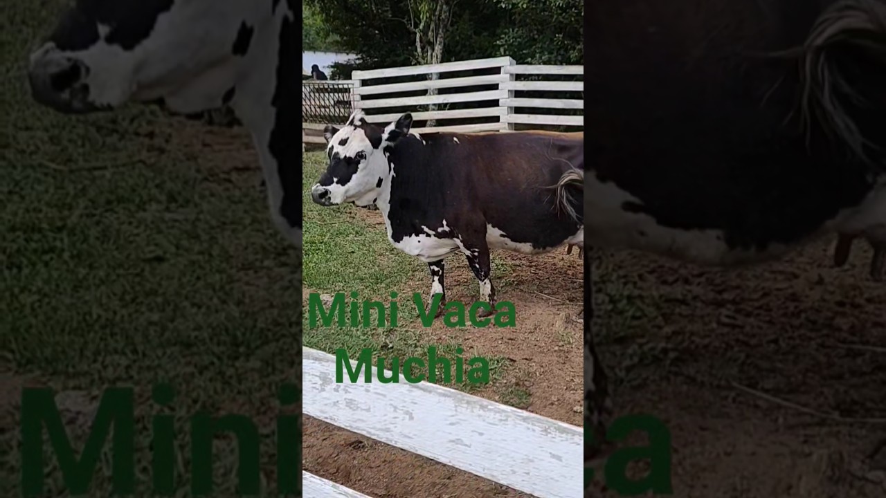 Mini Vaca #fofura #vaca #animais #deixaolike #seinscreve #followback #follower #curteecompartilha