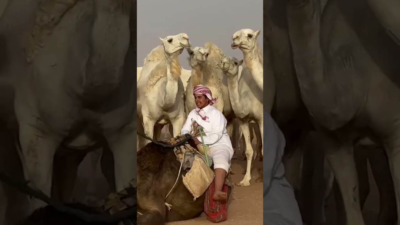 لقاء الدكتور نادر مكي مع مربي الإبل شلاش العتيبي #اكسبلور #الصياهد #مهرجان_الملك_عبدالعزيز_للإبل