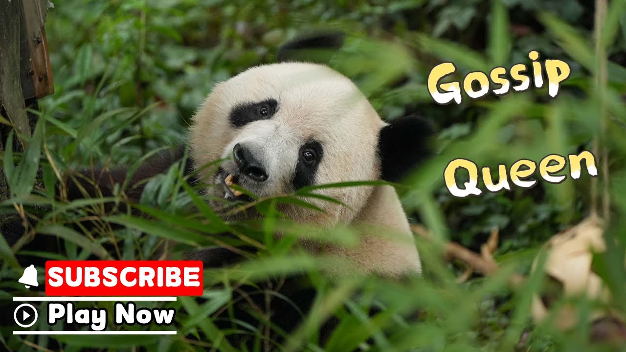 【Life Of Returnee Pandas】Episode 45 The Gossip Queen Xiang Xiang | iPanda