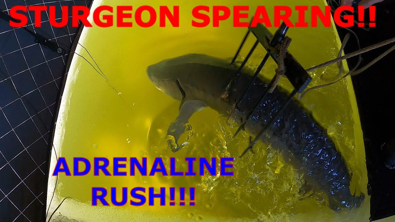 STURGEON SPEARING LAKE WINNEBAGO 2024| DAY 15 SUCCESS!