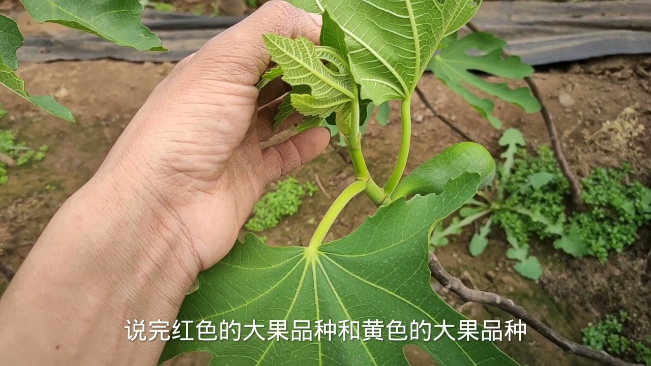 种无花果绝对不能错过的5个“经典”品种，个个能打，实力不俗！