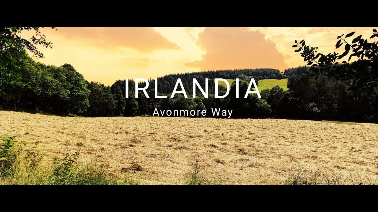 Avonmore Way, Ireland  ||  Polski las w Irlandii- czy to możliwe?
