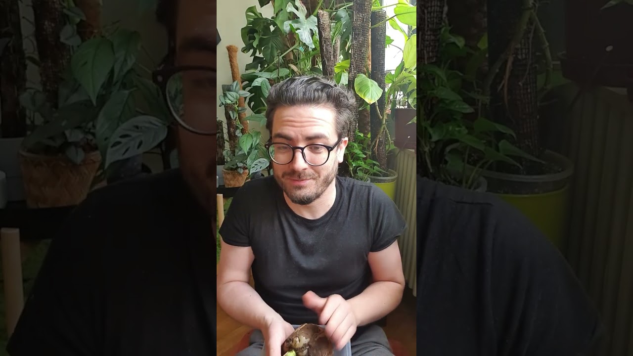 Aggleg&eacute;nyp&aacute;lma gondoz&aacute;sa &eacute;s &aacute;t&uuml;ltet&eacute;se  | Let's Leaf