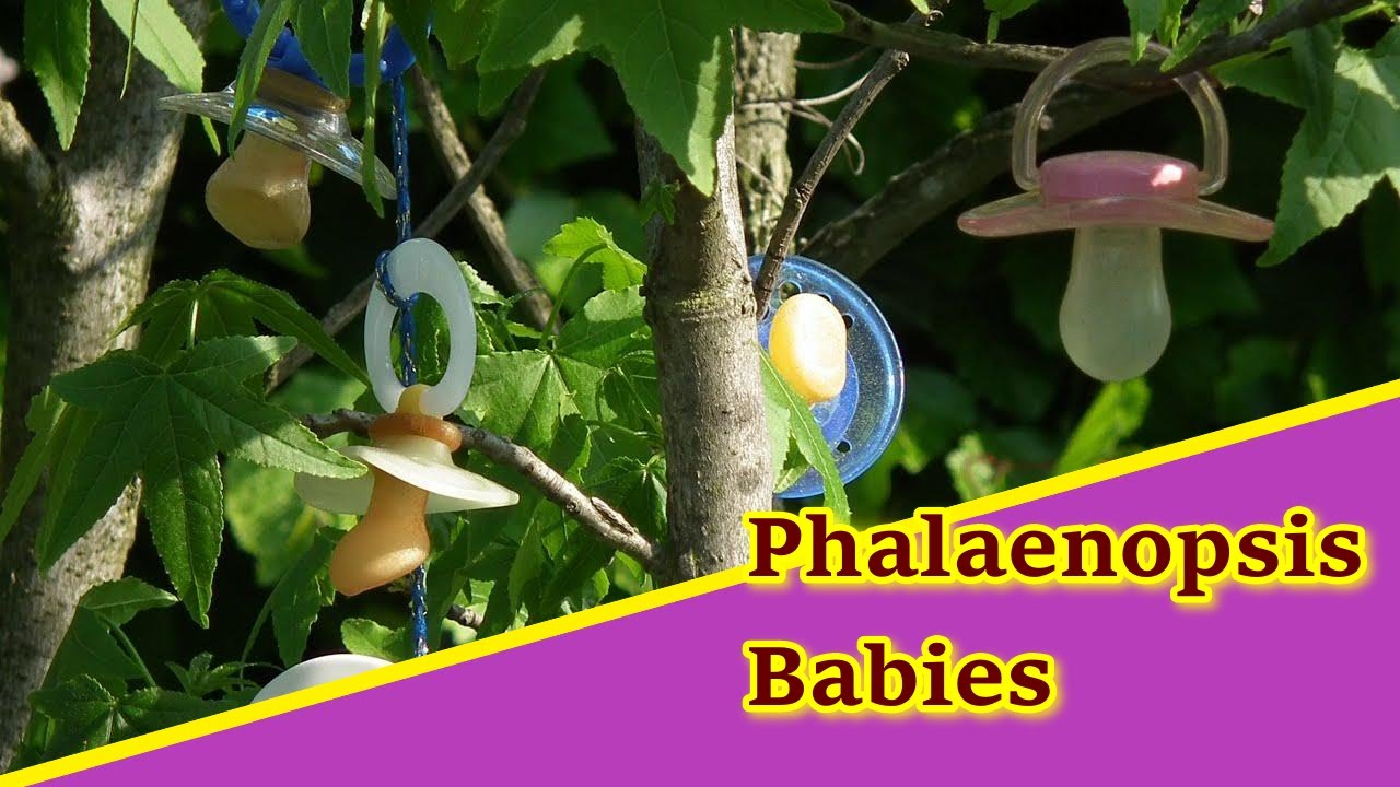 Phalaenopsis: Jungpflanzen nach einem Jahr