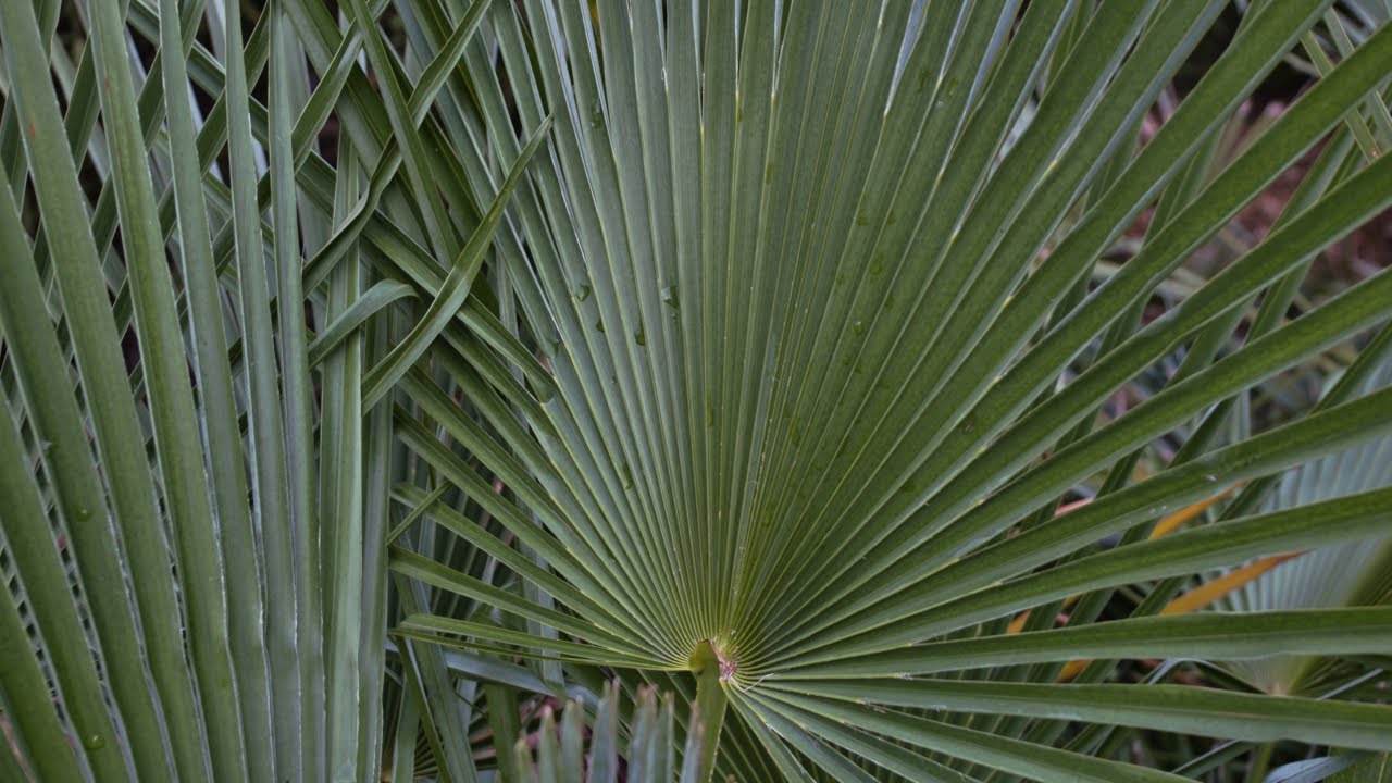 Trachycarpus takil