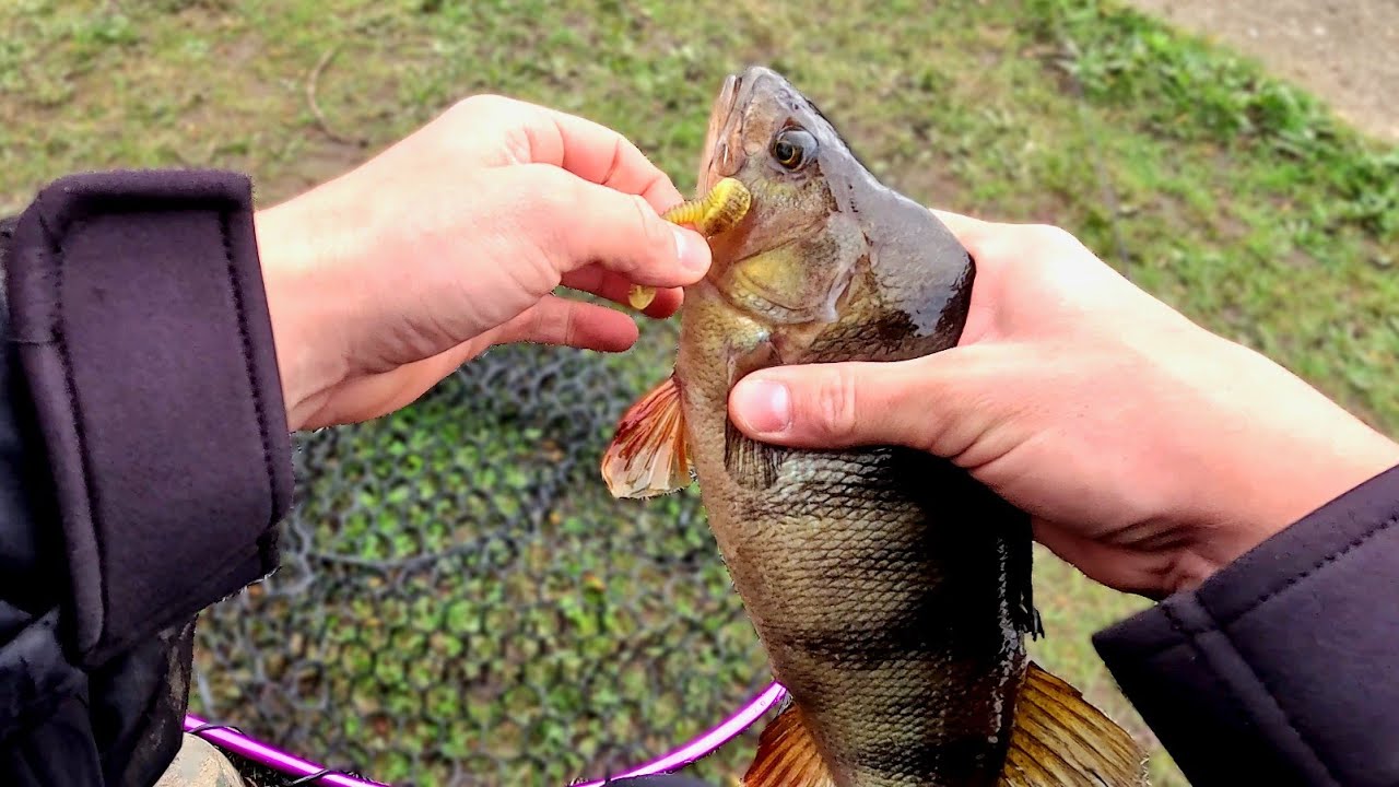 Carolina - Texas Rig and Perch Madness
