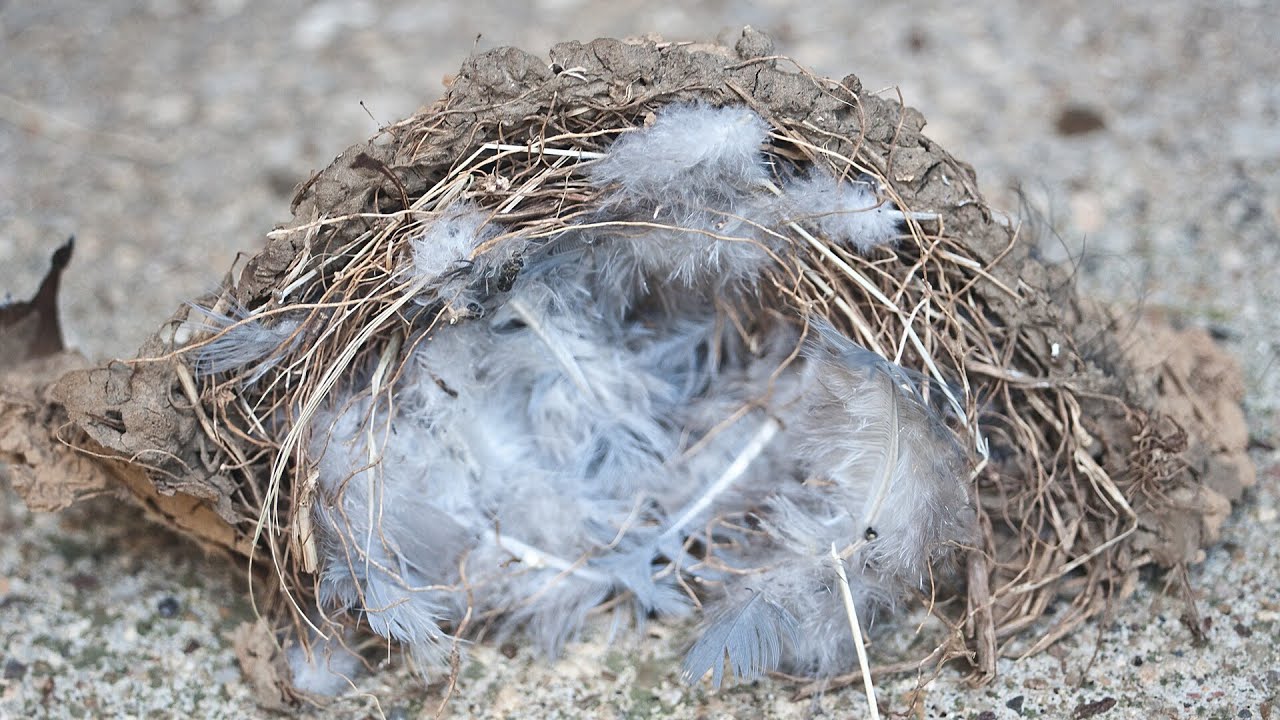 Renewables project labelled ‘outrageous’ after destruction of birds’ nests