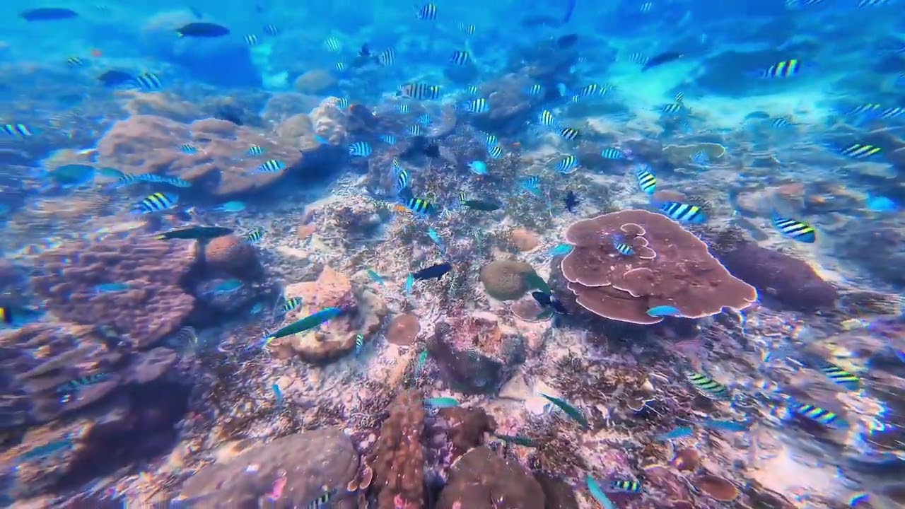 Snorkerling at Pulau Bidong.                Terengganu, Malaysia.