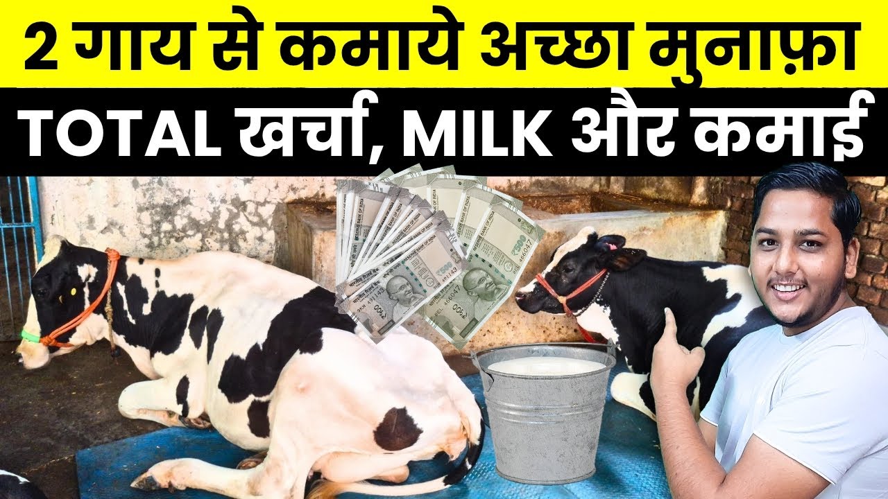 Earn good profits from a 2-cow dairy farm. Know your expenses, milk production, and monthly income.