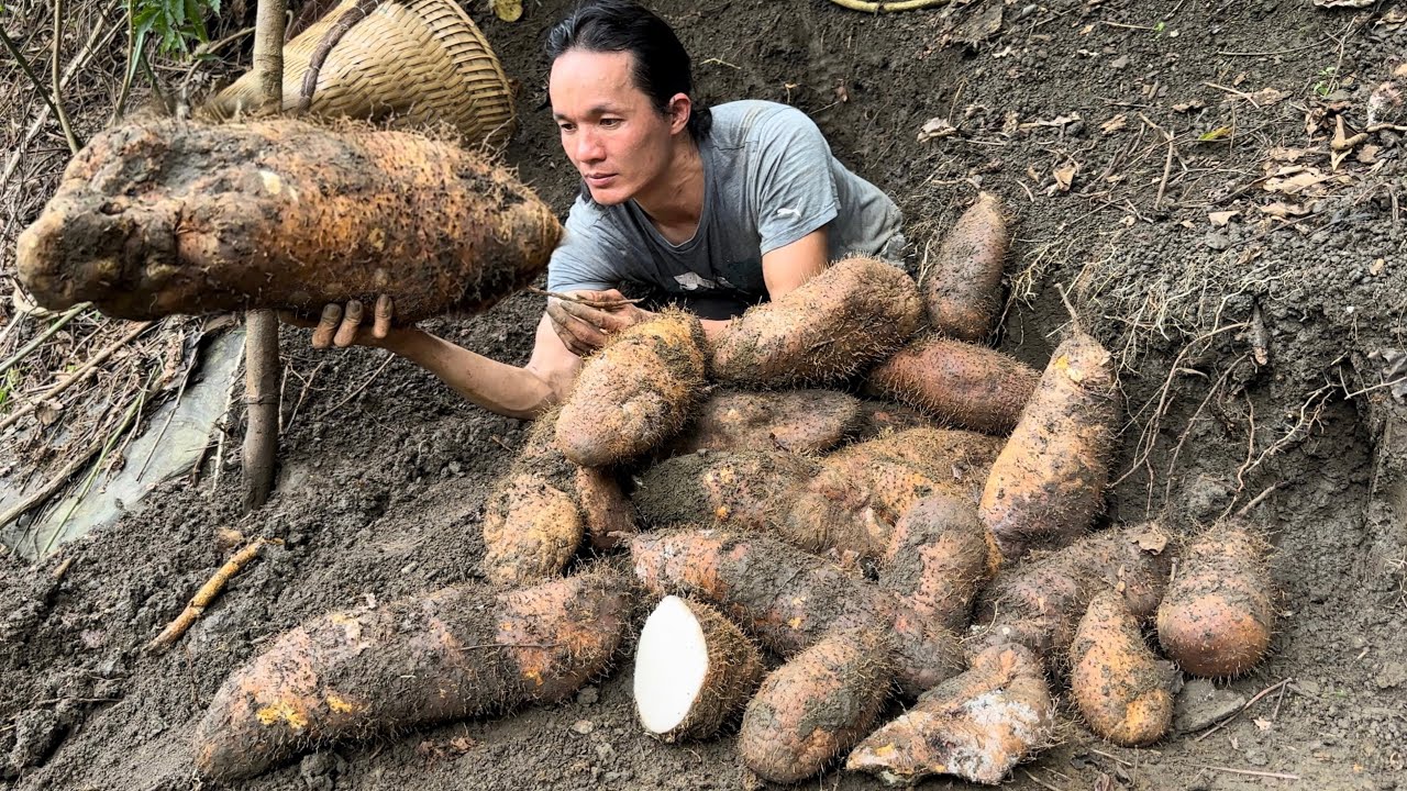 Wild potatoes are an indispensable dish of highland people, Vàng Hoa