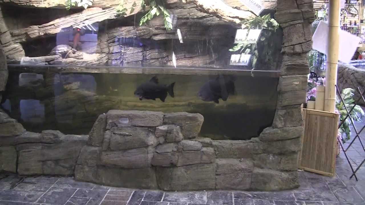 The Completed Caiman Lizard Enclosure