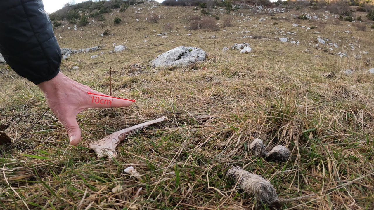 Resti di predazione e fatte di presunto lupo (dorsale Piancavallo-Cansiglio 1200mta)