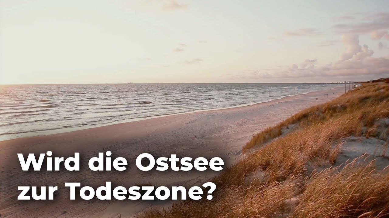Todeszone Ostsee?  ...dank Klimawandel - Clixoom nature