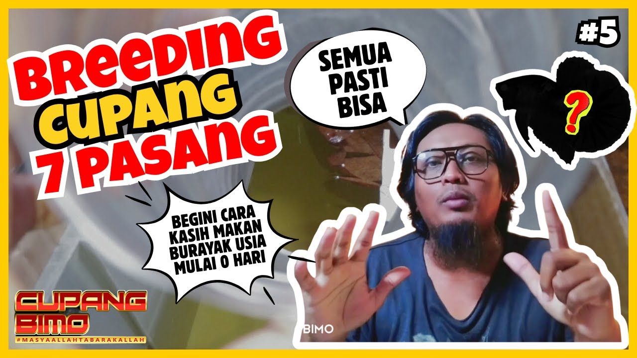 BREEDING CUPANG 7 PASANG | TUTORIAL KAWIN CUPANG | @CupangBimo 