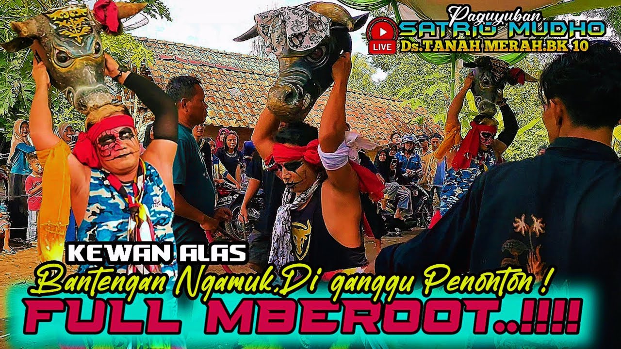 🔴BANTENGAN MBEROOOTTT❗FULL AKSI KEWAN ALAS//PAGUYUBAN SATRIO MUDHO@SENIID