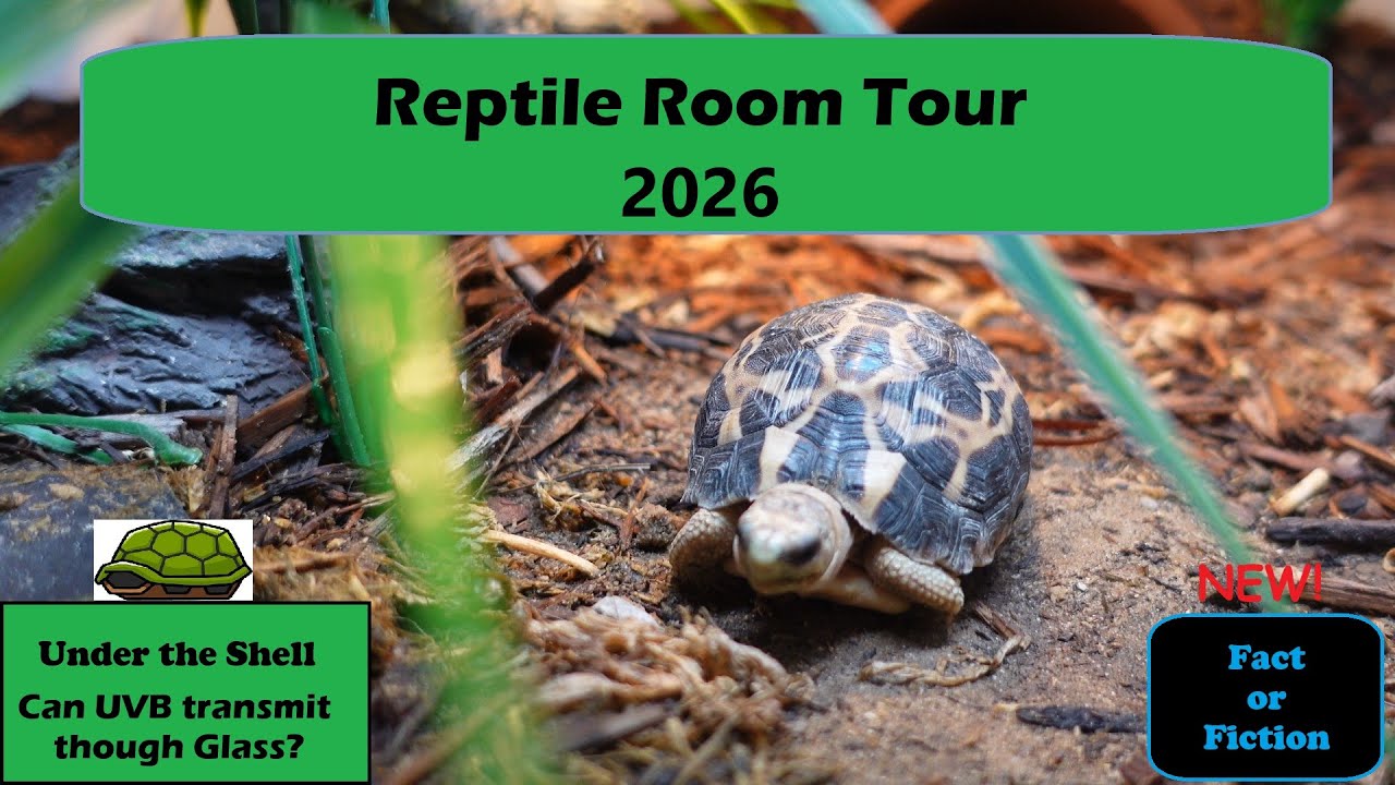 Reptile Room Tour 2026