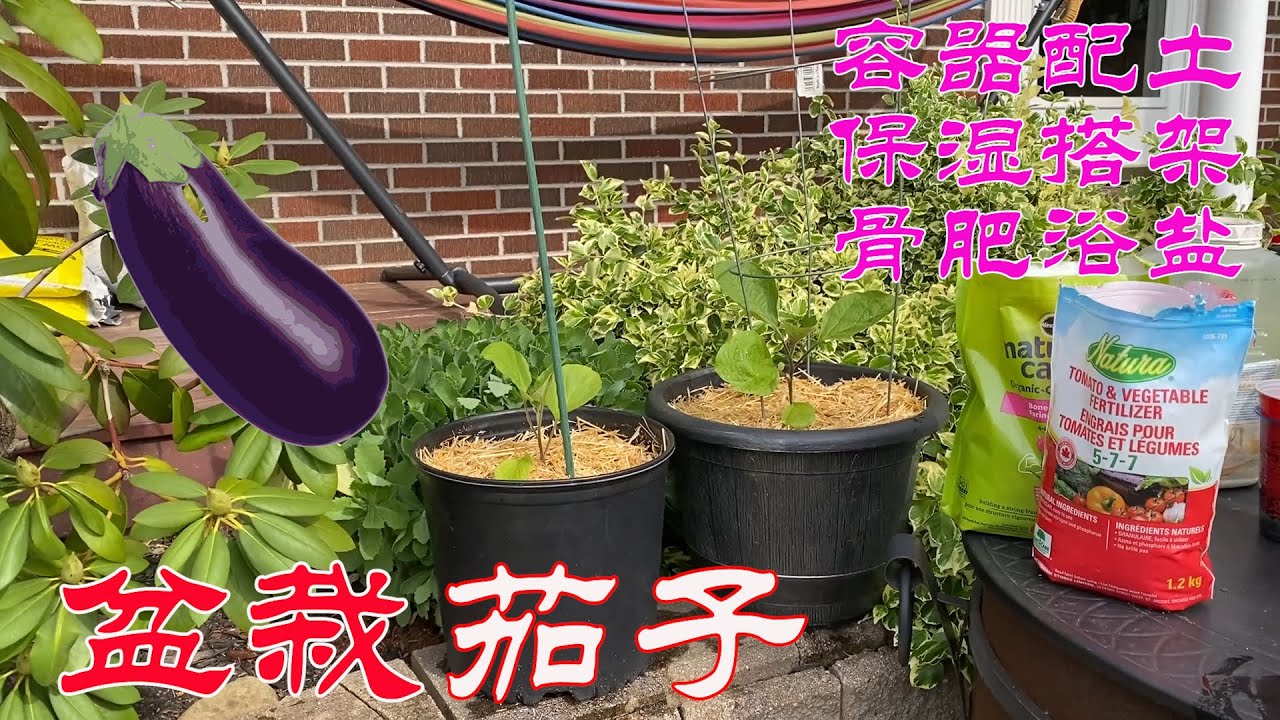 【渔耕笔记】种茄子 | 怎样种出美味的盆栽有机茄子？ 大桶 阳台 菜园种茄子