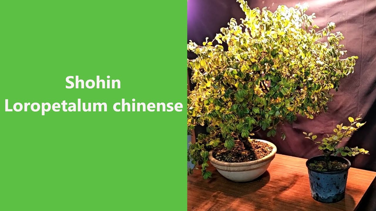 Progetto Shohin di Loropetalum chinense