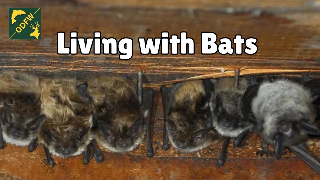 Living with Bats: Making a bat-friendly home