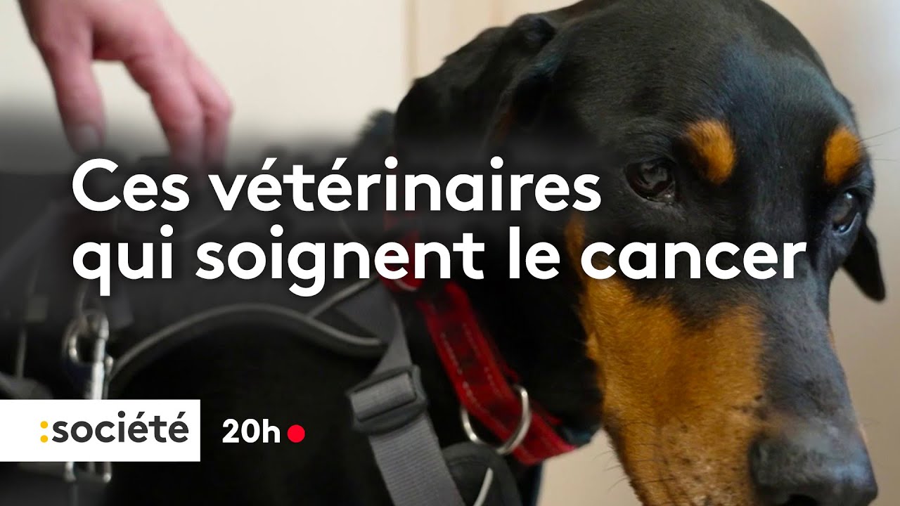 Dans cette clinique vétérinaire, les animaux sont traités comme des patients humains