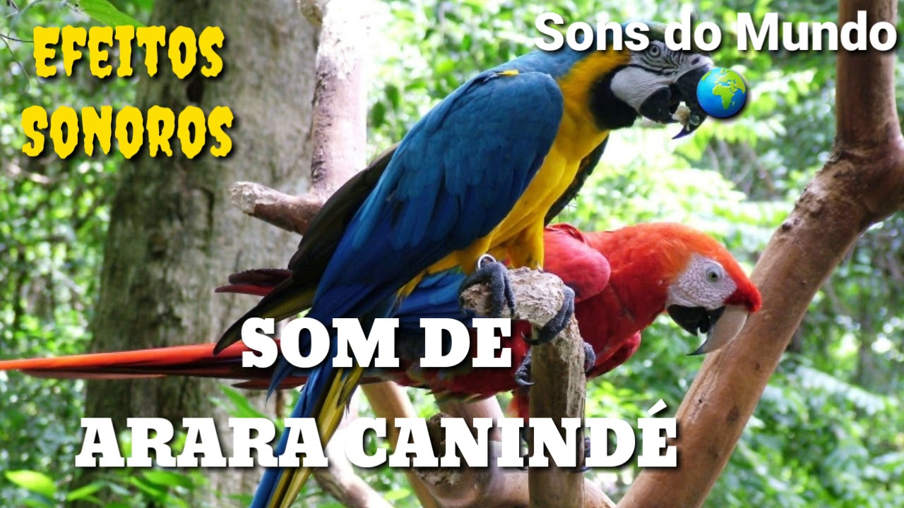 Som de Arara Canind&eacute;, som dos animais, som da natureza