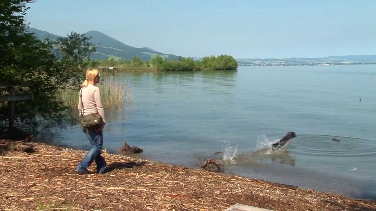Apportiertraining für Hunde - Alexandra Taetz - Hunde DVD