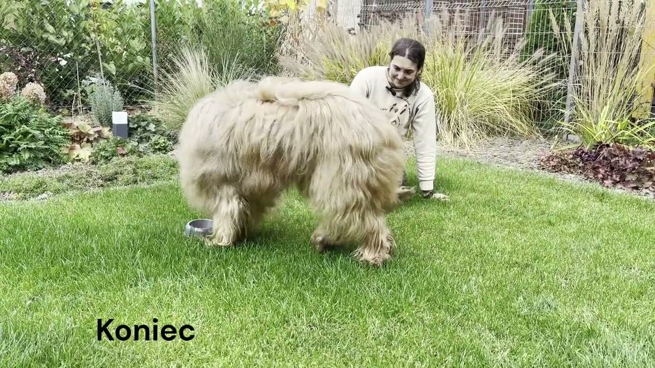 Sygnały nagród na co dzień - Zojka (Briard) i Bianca (Owczarek kataloński)