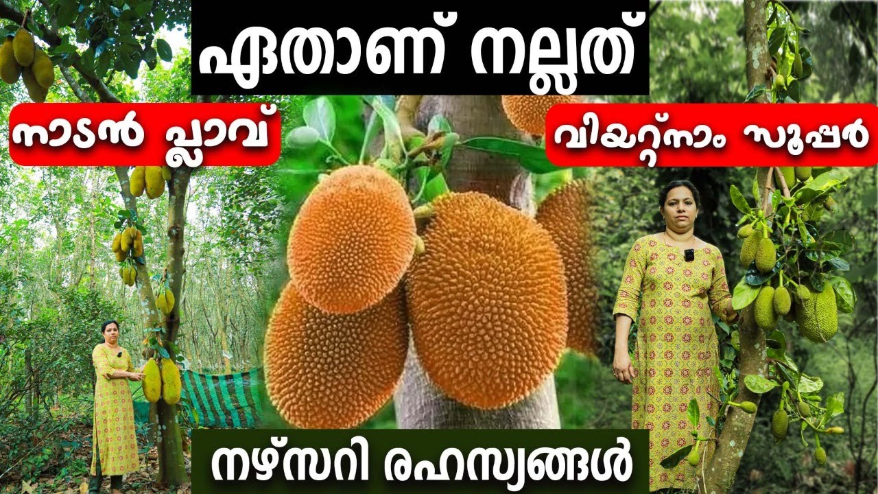 ഏതാണ് നല്ലത് ? നാടൻ പ്ലാവ് / വിയറ്റ്നാം സൂപ്പർ ഏര്‍ലി | നഴ്സറി രഹസ്യങ്ങൾ