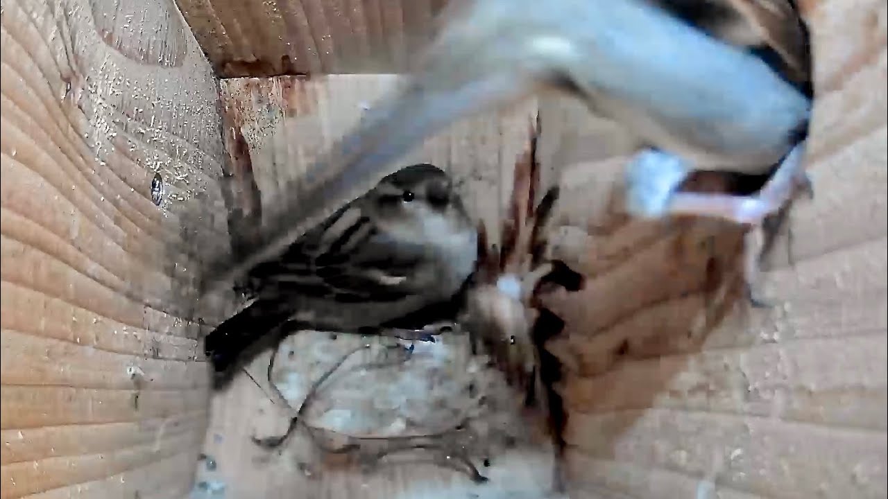 Morning Activity in the House Sparrow Nest Box January 28th