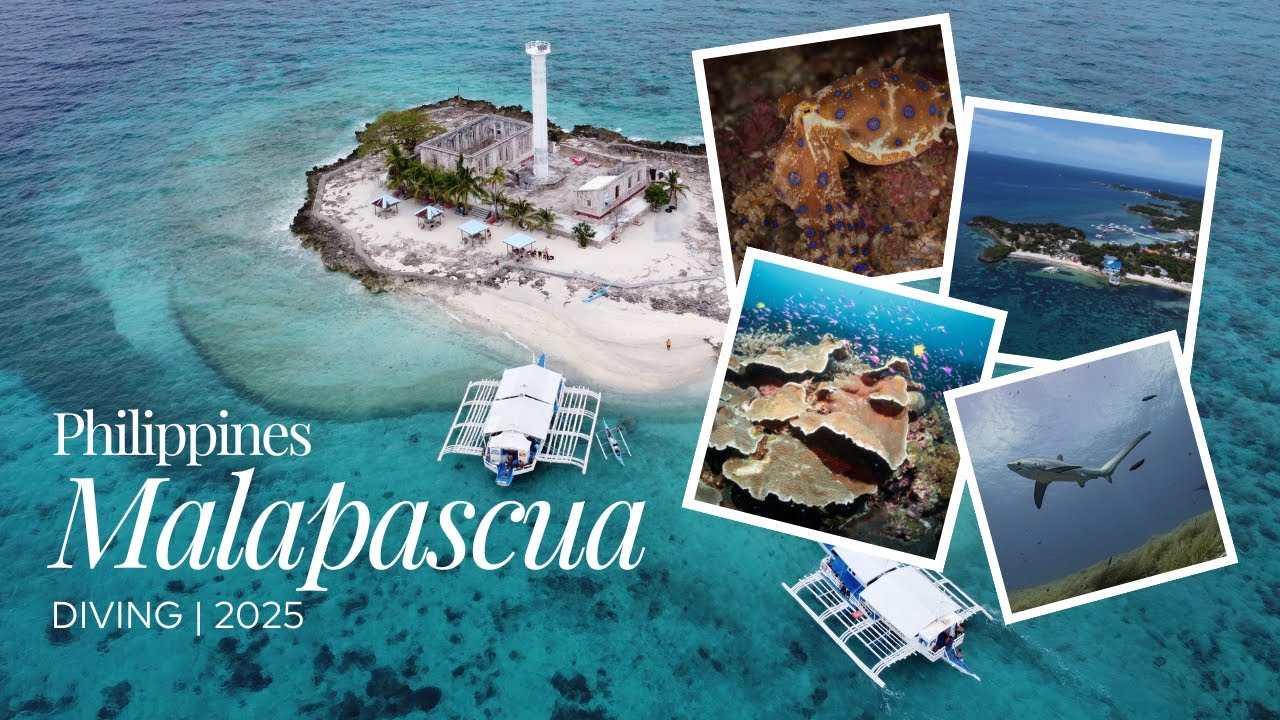 MALAPASCUA DIVING | PHILIPPINES 2025
