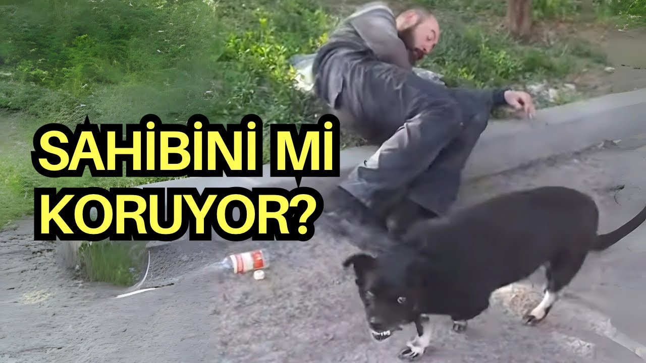 Koruma Köpeği | İş Bilmez Koşuşu | Köpek Beden Dili Alfabesi | Kürk Kabartma Tozu #köpekadam #dog