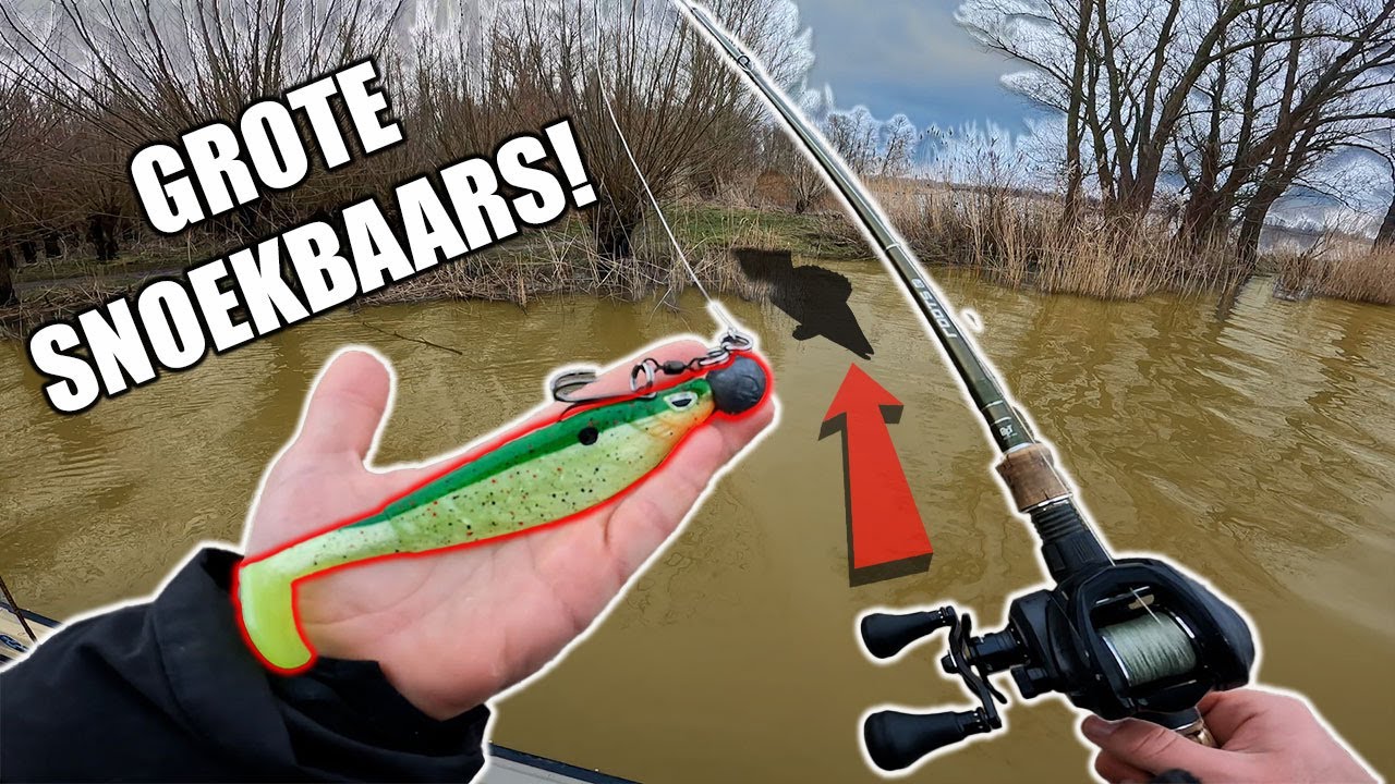 ONDIEP GROTE SNOEKBAARS VANGEN! 🔥