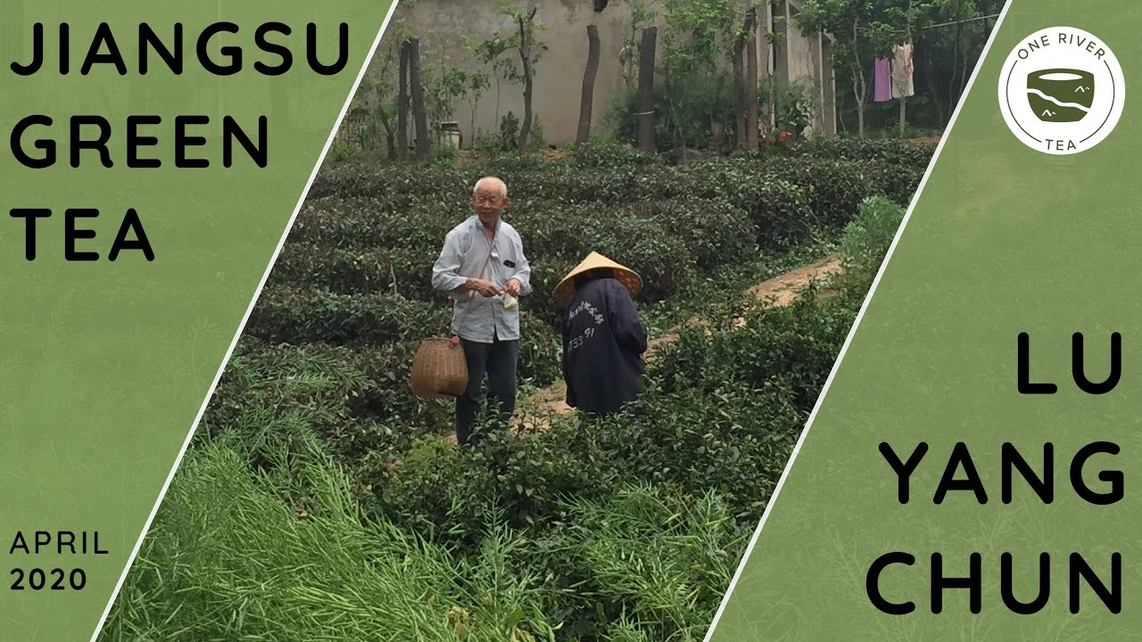 Luyangchun: Jiangsu Green Tea (production)