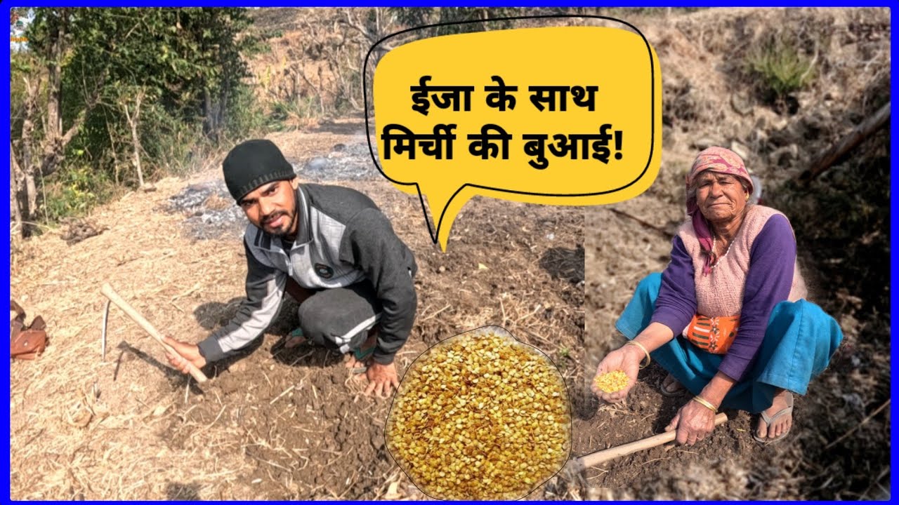 मैंने और ईजा ने कुदाल की सहायता से खेत में बोई मिर्च!
