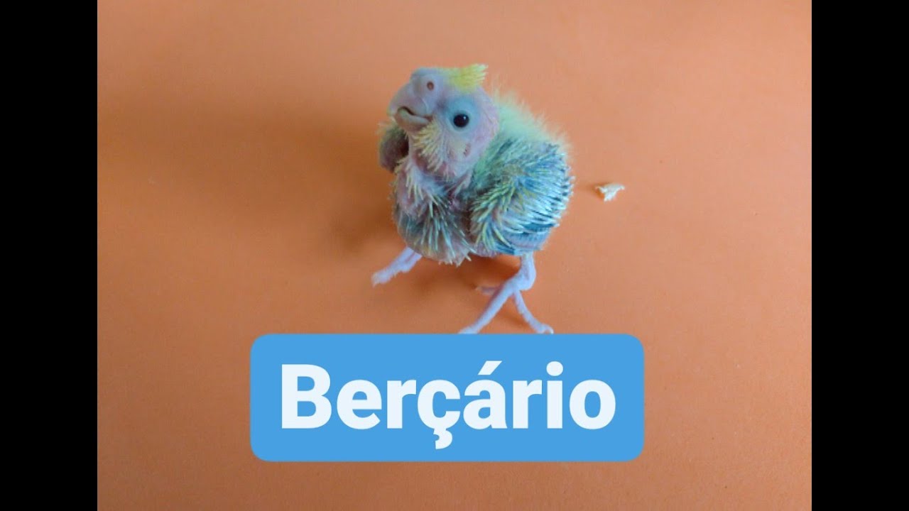 COCKATIEL BABY | Calopsita Beb&ecirc;
