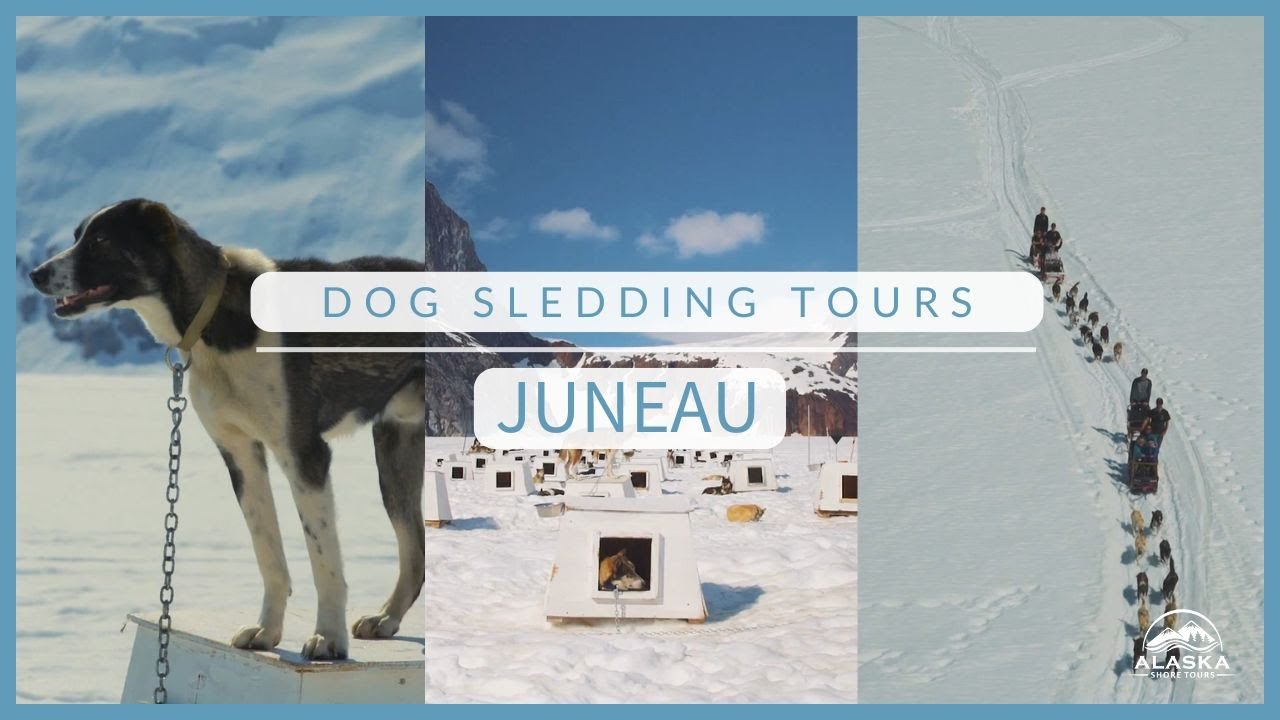 Best Dog Sledding Experiences in Juneau, Alaska