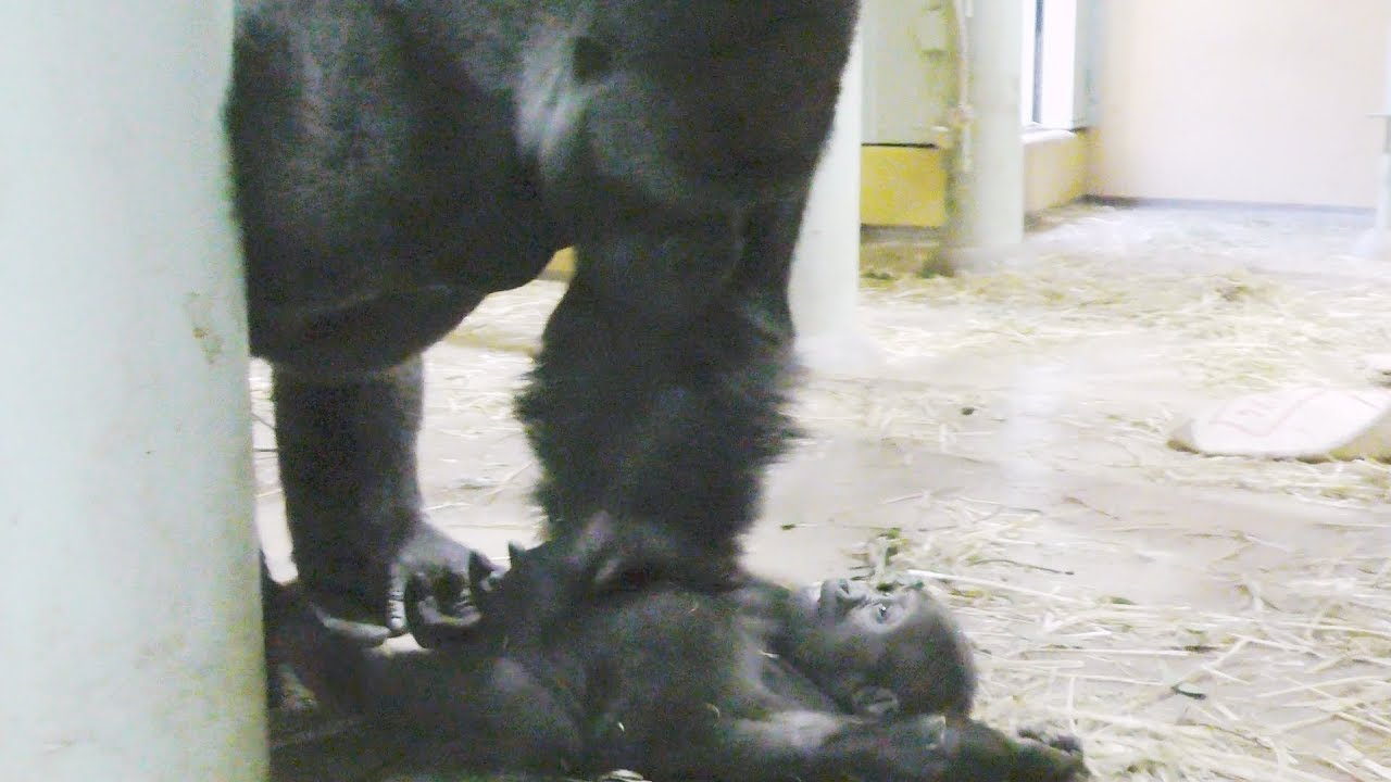 ゴリラのキンタロウ、パパのふところで遊ぶ💗[Kyoto City Zoo] Play with gorilla kintaro and dad's pocket