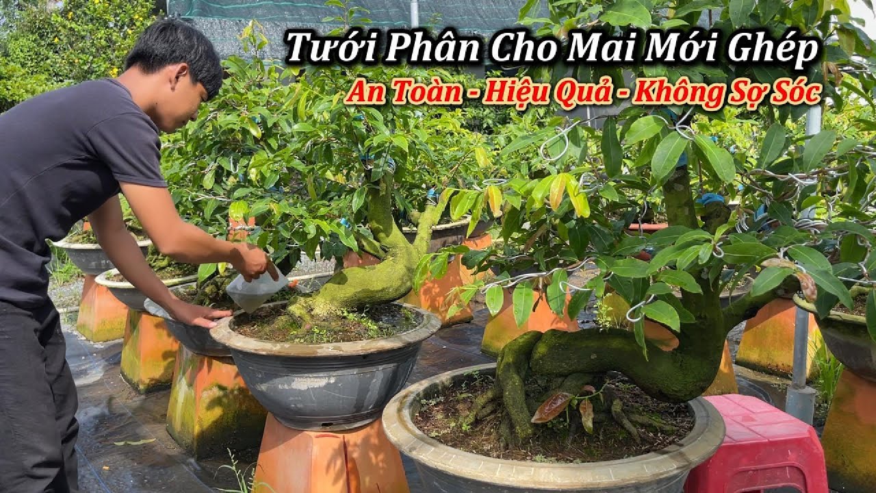 Tưới Phân Cho Mai Mới Ghép An Toàn Không Sợ Sóc - Mai Vàng Duy Hiếu