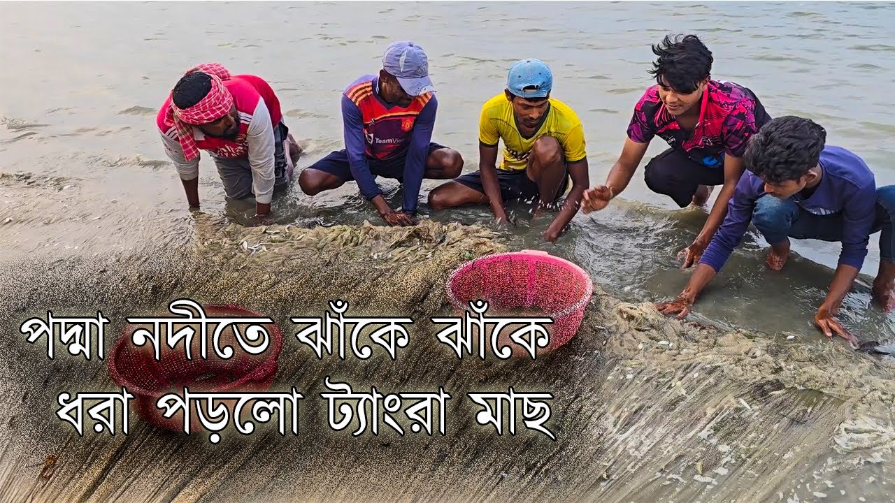 পদ্মা নদীতে ঝাঁকে ঝাঁকে ধরা পড়লো ট্যাংরা মাছ | দেশীয় মাছ | Explore With Bfine
