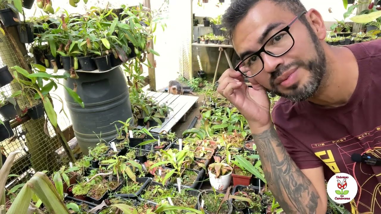 Quais as Nepenthes mais fáceis de cultivar?